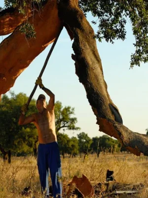 arbol corcho
